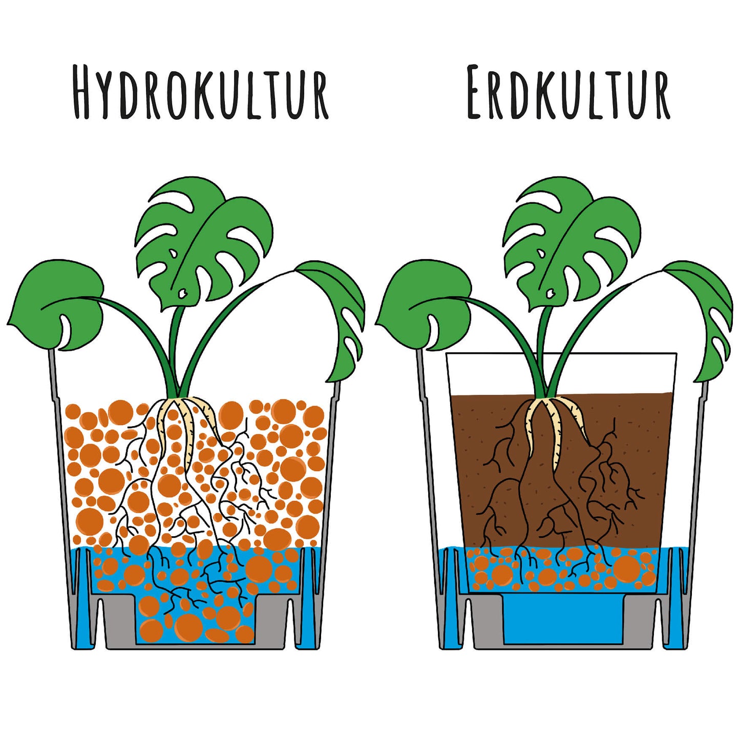 Schaubild zum FlexiFlora Pflanztopf – Vergleich von Hydrokultur und Erdkultur mit integriertem Wasserspeicher