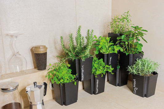 Wohnungsdekoration mit FlexiFlora – schnell, stilvoll, nachhaltig