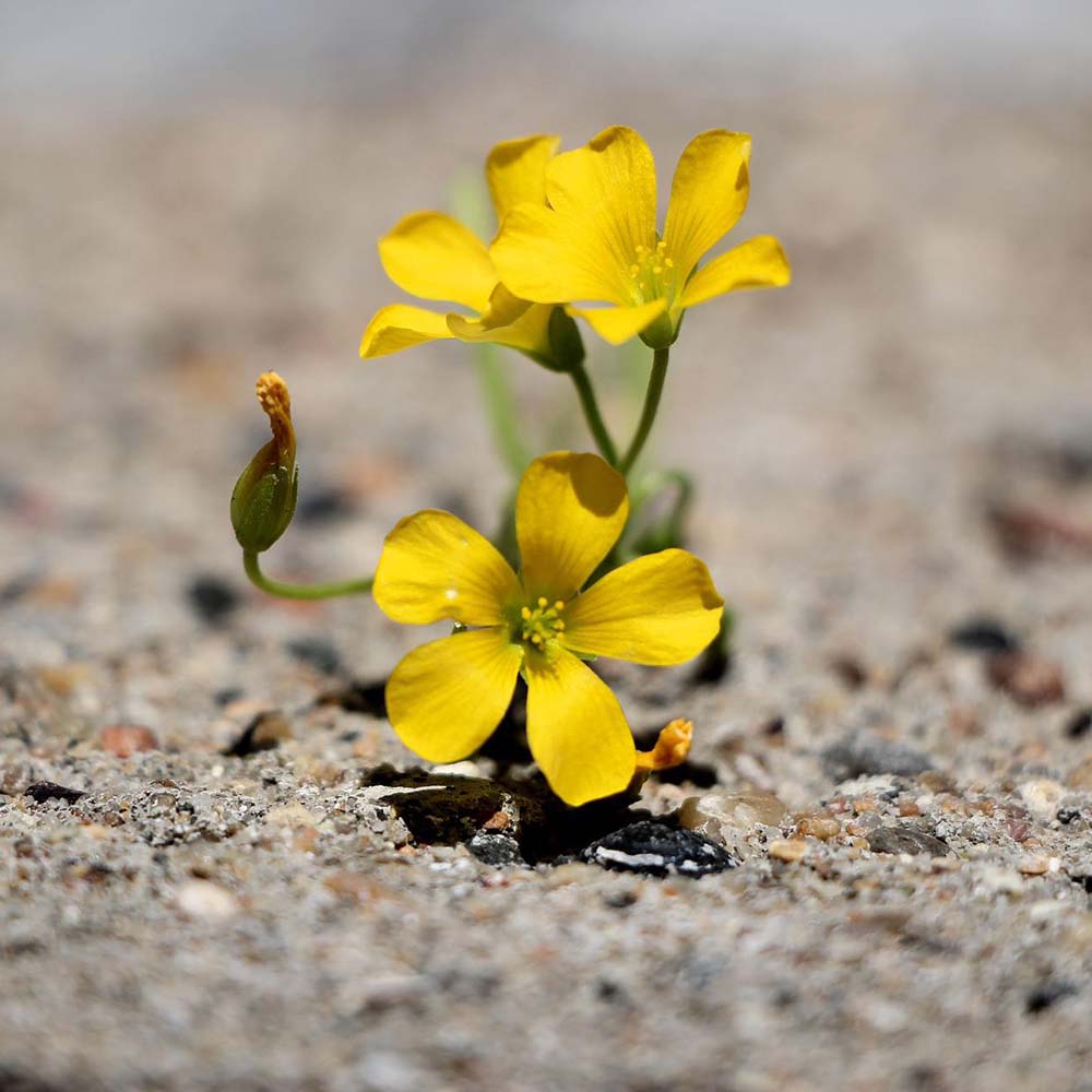 Gelbe Blumen auf grauem Betonboden