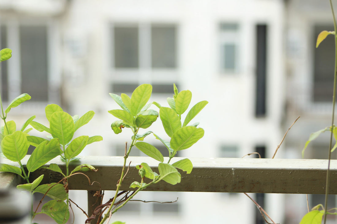 Junge grüne Pflanzen ranken sich an einem Balkon-Geländer – ein Beispiel für vertikale Begrünung im städtischen Wohnraum.