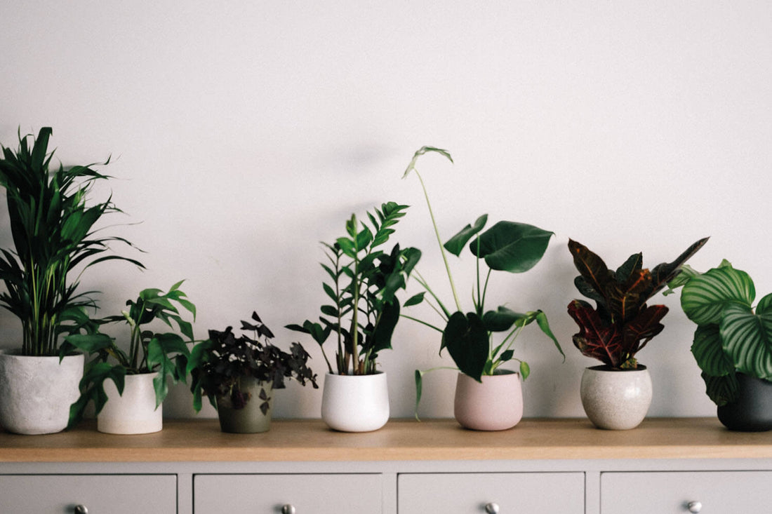 Pflanzen für eine optimale Luftfeuchtigkeit in geschlossenen Räumen trotz trockener Heizungsluft.