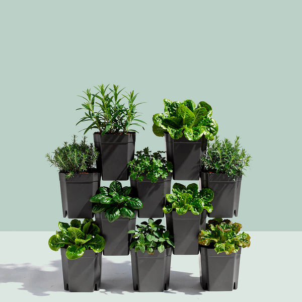 FlexiFlora modulares Pflanzsystem 10er Set mit bepflanzten Pflanzmodulen für Kräuter, Salat und Urban Gardening.