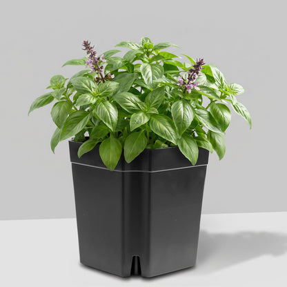 FlexiFlora modulares Pflanzsystem 1er Set mit Basilikum als platzsparender Kräutertopf für Küche und Urban Gardening.