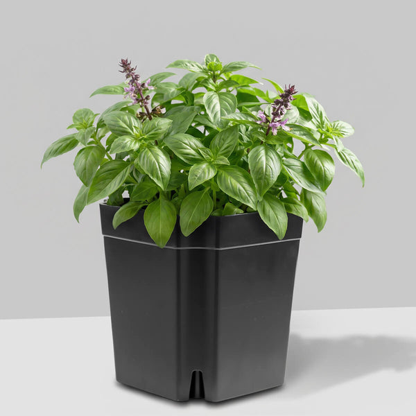 FlexiFlora modulares Pflanzsystem 1er Set mit Basilikum als platzsparender Kräutertopf für Küche und Urban Gardening.